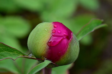 Nasse Knospe einer Pfingstrose