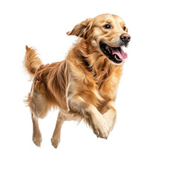 side profile of joyful golden retriever in motion
