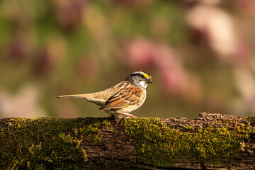 White Throated Sparrow