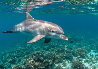 Obraz premium Stunning Dolphin Swimming in Crystal Clear Ocean Water
