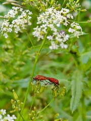 A couple of bugs sitting on top of a white flower