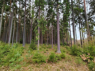 Obraz premium A wooded area with tall pine trees in the middle of it