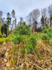 A small pine tree in the middle of a forest