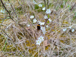 A bee is sitting on a branch of a tree with white flowers