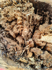 A close up of a tree stump with a hole in it