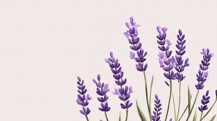 Naklejka premium A close-up of several purple flowers against a white backdrop, with a faint pink sky in the background