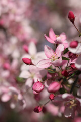 Fototapeta premium Apple tree in full bloom. Beautiful pink flowers of ornamental apple tree with soft focus. Flowers close-up. Spring background. Blooming apple tree in the park. Peaceful nature background