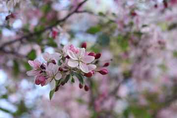 Apple tree in full bloom. Beautiful pink flowers of ornamental apple tree with soft focus. Flowers close-up. Spring background. Blooming apple tree in the park. Peaceful nature background