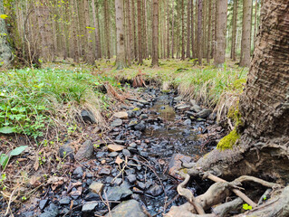 Obraz premium A small stream running through a forest filled with rocks and trees