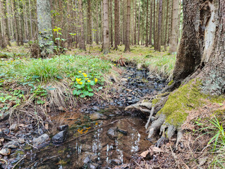 A small stream running through a forest filled with trees and flowers