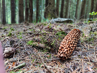 A pine cone on the ground in the woods