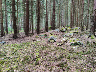 A forest filled with lots of trees and rocks