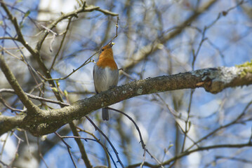European robin (Erithacus rubecula) sitting on a tree branch in Zurich, Switzerland