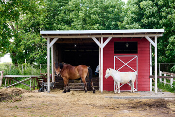 Two cute horses in stable filled with hay in peaceful farm. Brown horse and white pony standing next to a red barn, surrounded by lush greenery, providing serene glimpse into farm life