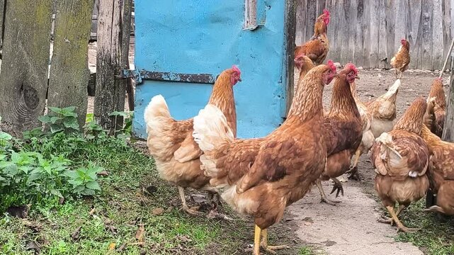 Young Loman Brown chickens in the pen eating food and pecking
