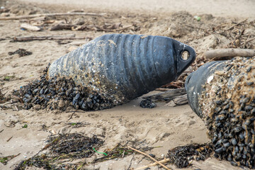 boa ritrovata in mare