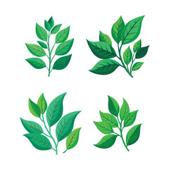 Set of green leaf isolated on white background