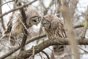 Barred Owls