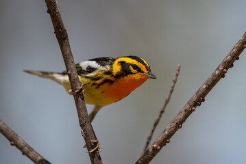 Blackburnian Warbler