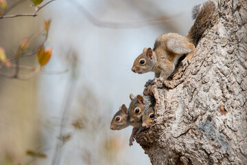 Eastern Gray Squirrel Kits