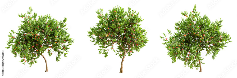 Wall mural peach tree with fruits isolated on transparent background. 3d render.