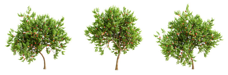 Peach tree with fruits isolated on transparent background. 3D render.