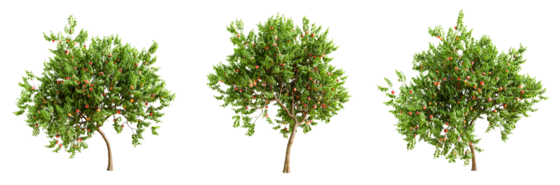 Peach tree with fruits isolated on transparent background. 3D render.