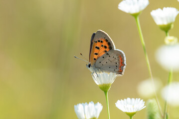 American Copper Butterfly