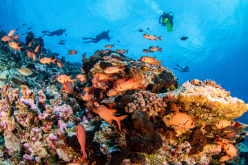 coral reef with fish, scuba diving activity