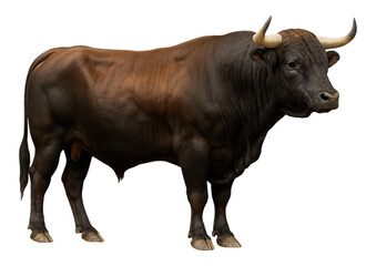 Powerful brown bull isolated transparent background studio shot