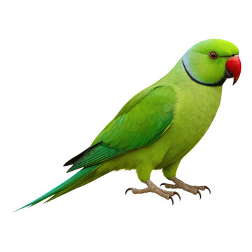 Vibrant green rose ringed parakeet bird posing against transparent background