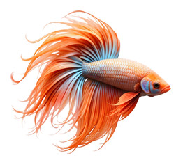 Fototapeta premium The Beauty of Betta Fish