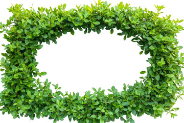 Fototapeta premium Lush Green Leafy Frame for Decorative Use in Gardens or Events on transparent background