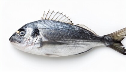 Obraz premium fish isolated on white background