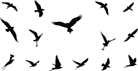 Fototapeta premium This image features a collection of various bird silhouettes in flight against a plain white background