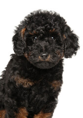Portrait of a Phantom Toy Poodle Puppy