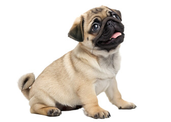 Obraz premium Pug puppy sitting isolated on transparent background