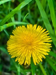 Yellow dandelion on a background of green grass, close-up