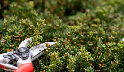 pruning a tree. pruning branches of tree