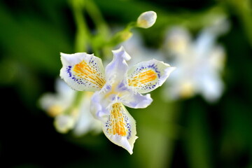 Ausgefranzte Blüte einer Japanischen Kammiris © christiane65