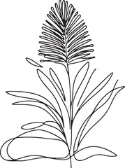 Callistemon Botanical Line Sketch on White