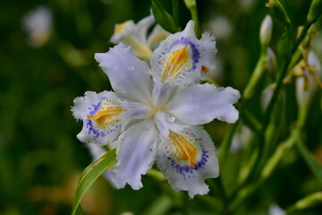 Ausgefranzte Blüte einer Japanischen Kammiris