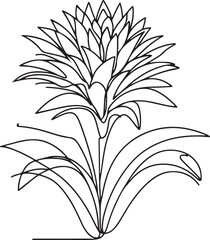 Minimalist Bromeliad Flower Illustration on White