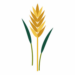 wheat ears isolated on white