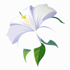 vector illustration of lily flower