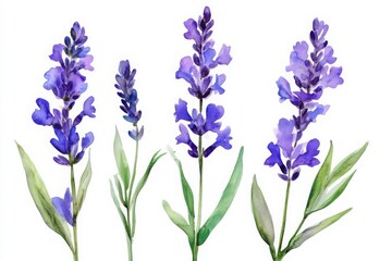 Obraz premium Watercolor lavender floral illustration on white background