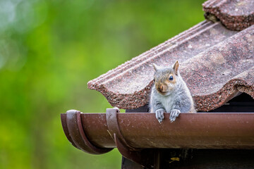 Close up of a grey squirrel sitting on gutter edge by roof tiles in Wiltshire, country side, UK in April 2025 © Nigel