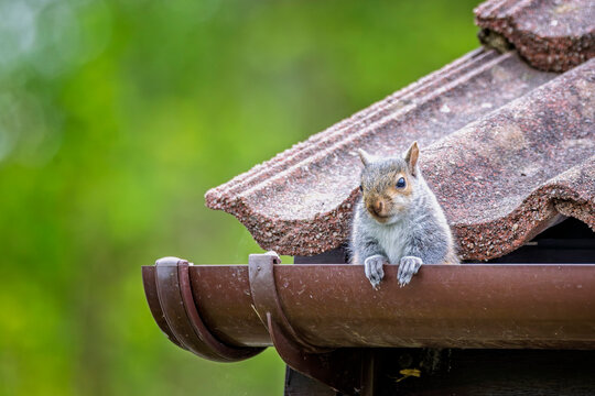 Close up of a grey squirrel sitting on gutter edge by roof tiles in Wiltshire, country side, UK in April 2025