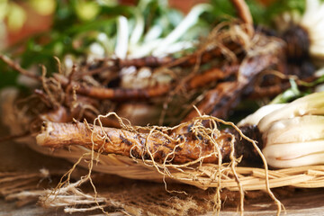 Whole dandelion root collected in spring, close up