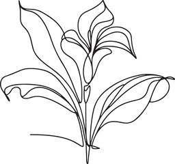 Canna Lily Flower Outline Drawing